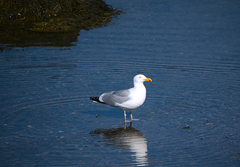Larus argentatus image