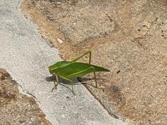 Microcentrum incarnatum