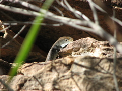 Liopholis personata