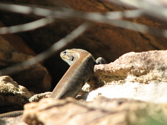 Liopholis personata