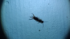 Forficula auricularia