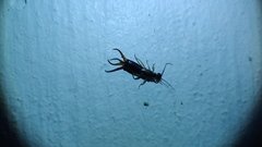 Forficula auricularia