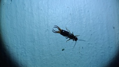 Forficula auricularia