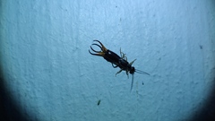 Forficula auricularia