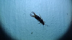 Forficula auricularia