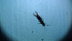 Forficula auricularia