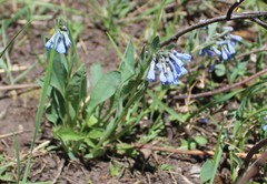 Mertensia longiflora