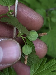 Ribes hirtellum