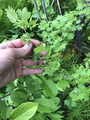 Ribes hirtellum