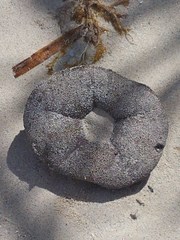 Clypeaster rosaceus