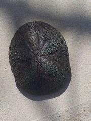 Clypeaster rosaceus