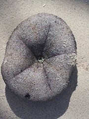 Clypeaster rosaceus