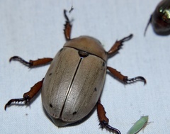 Pelidnota punctata