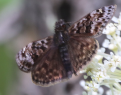 Erynnis martialis