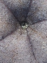Clypeaster rosaceus