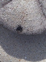 Clypeaster rosaceus