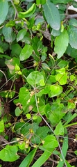 Commicarpus scandens