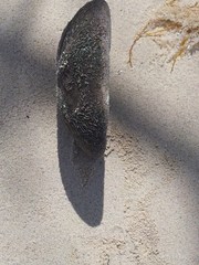 Clypeaster rosaceus