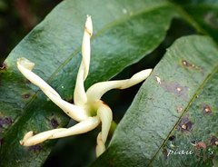 Anodendron benthamianum