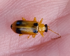 Phyllobrotica quadrimaculata