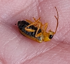 Phyllobrotica quadrimaculata
