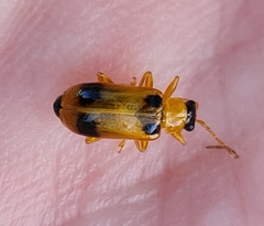 Phyllobrotica quadrimaculata