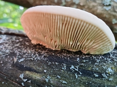 Trametes warnieri