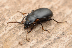 Metrius