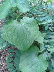 Dioscorea galeottiana