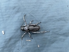 Cyphoderris