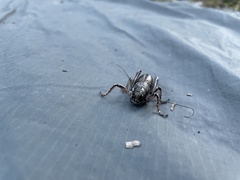 Cyphoderris