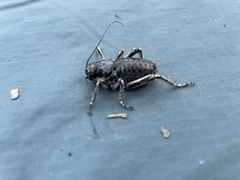 Cyphoderris