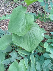 Dioscorea galeottiana