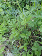 Pulsatilla dahurica