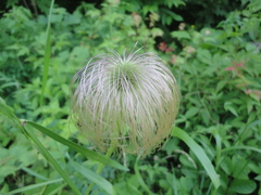 Pulsatilla dahurica