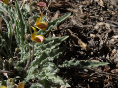 Viola pinetorum grisea