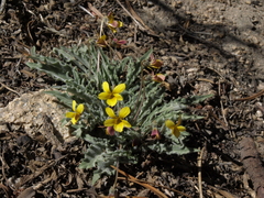 Viola pinetorum grisea