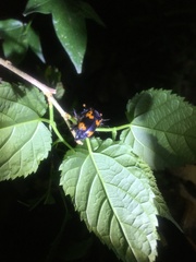 Nicrophorus nepalensis