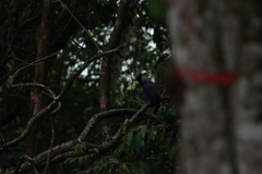 Cyanocorax violaceus