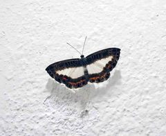 Nymphidium azanoides