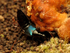 Philonthus caeruleipennis