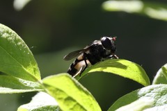 Sericomyia transversa