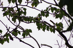 Psarocolius bifasciatus