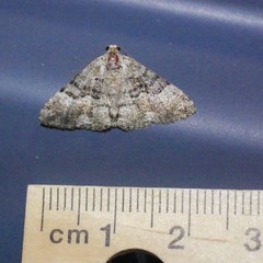 Aporoctena scierodes