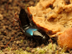 Philonthus caeruleipennis