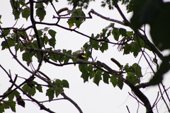 Psarocolius bifasciatus