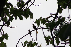 Psarocolius bifasciatus