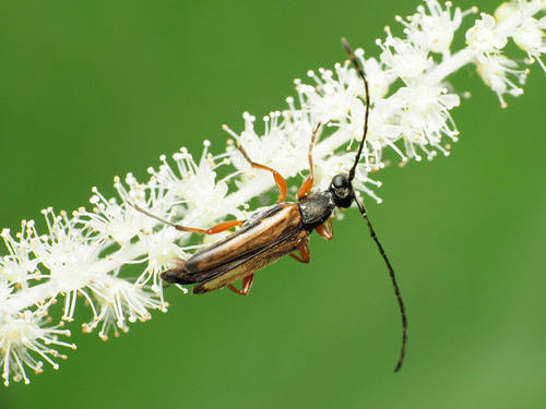 Lined Longhorn Beetle photo 4