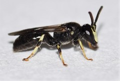 Hylaeus mesillae cressoni
