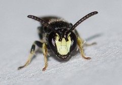 Hylaeus mesillae cressoni